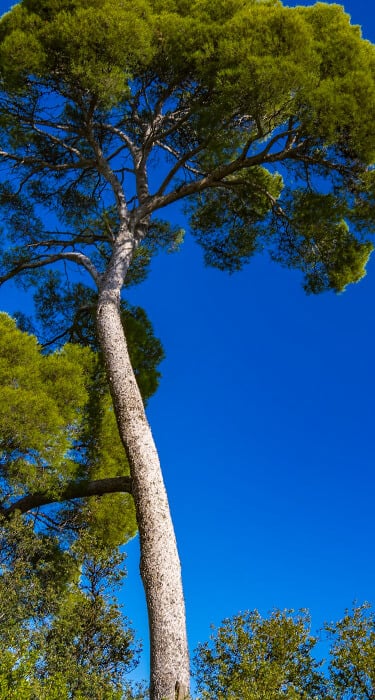 French maritime pine bark ingredient in Joint Genesis joint health supplement